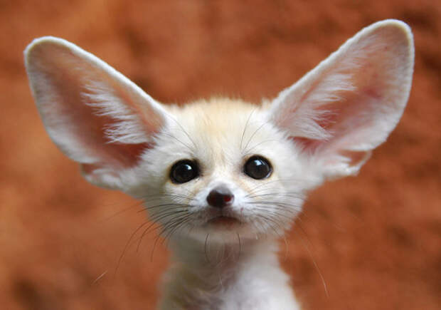 Щенок фенека. Фото / fennec fox photo 