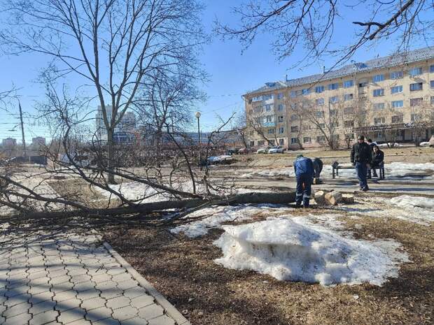 В администрации Тулы рассказали, что в сквере на Красноармейском проспекте вырубают аварийные деревья