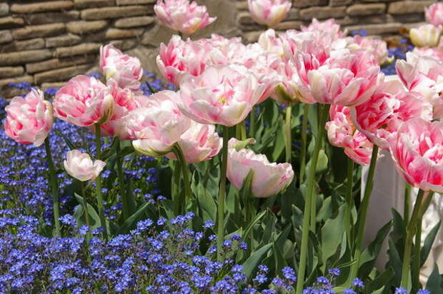 Тюльпан садовый сорта Angelique с незабудками, фото автора