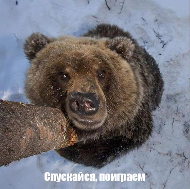 Прикольные картинки картинки, юмор