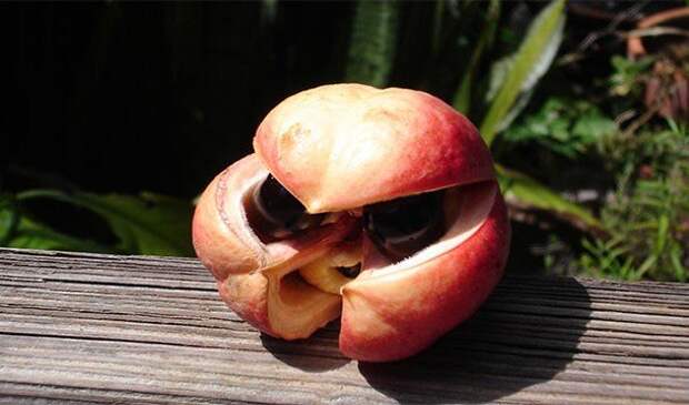 Самые странные фрукты в мире