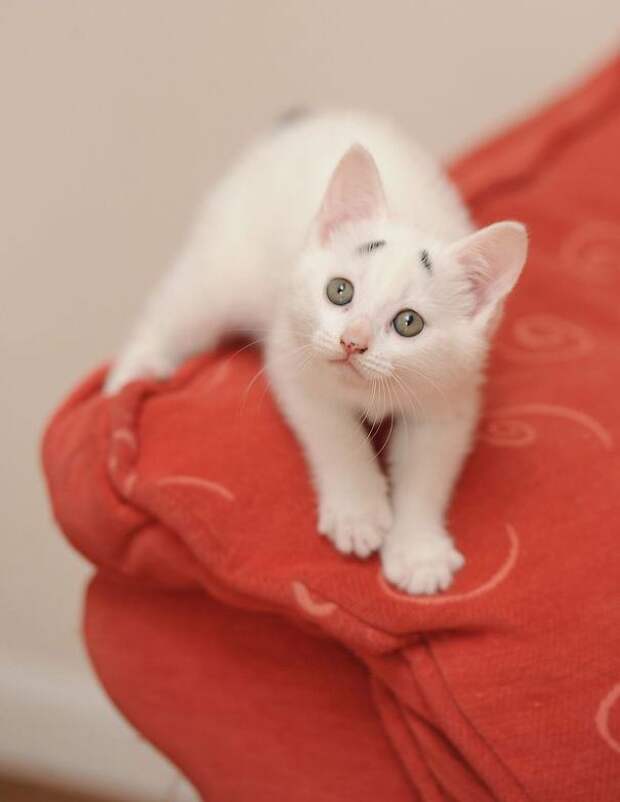 котенок с удивленными бровями