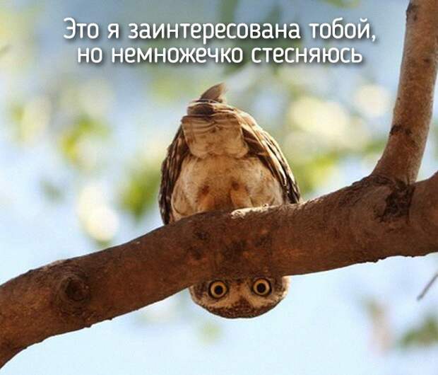 20 животных, которые ведут себя совсем как я животные, позитив