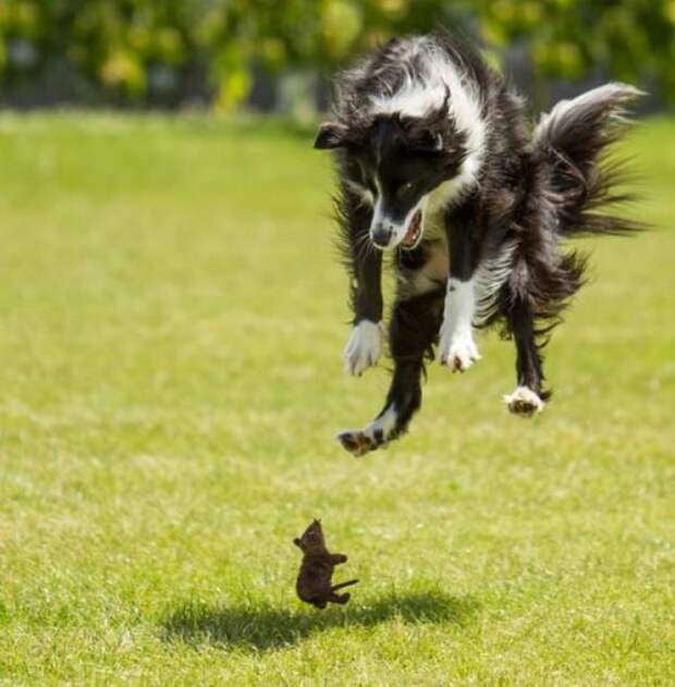Crazy-Images30