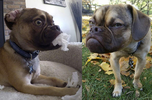 Лицо попроще: животные отличающиеся удивительной внешностью Лицо попроще: животные отличающиеся удивительной внешностью животные, история, факты