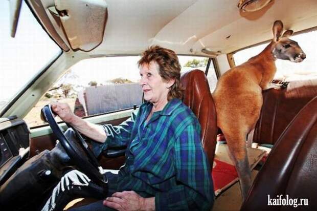 Необычные домашние животные (55 фото) Необычные домашние животные (55 фото)