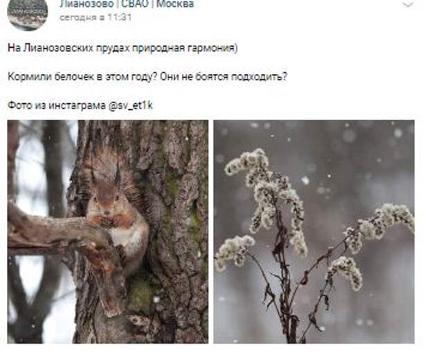 Фотокдар: белочка на Лианозовских прудах – в полной гармонии