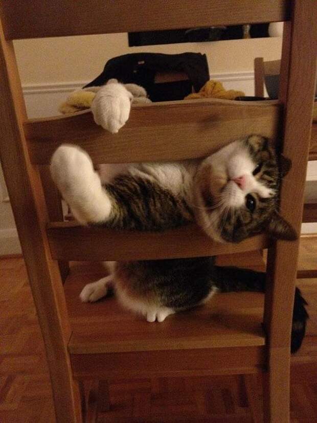 Кот играющий