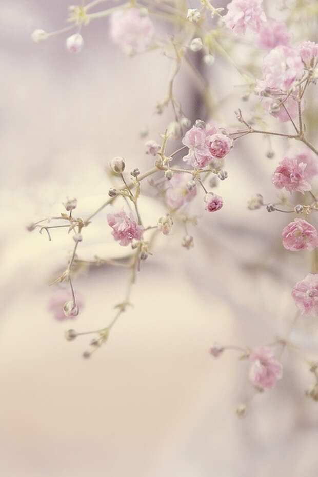 429ce8060d26fff5f576052acc7bc94b_b (466x700, 194Kb)