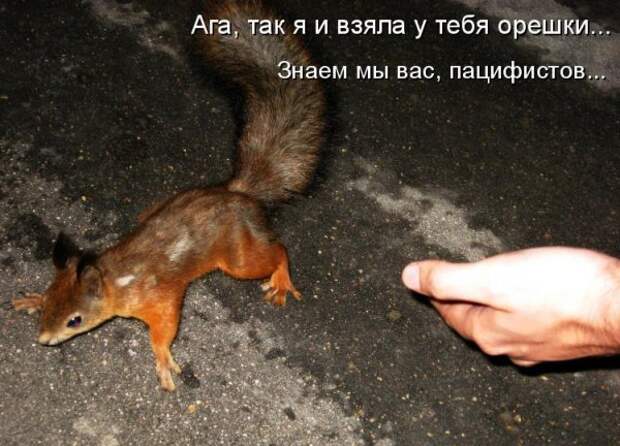 Кото матрица 7
