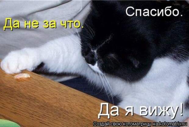 Котоматрица новые за неделю.