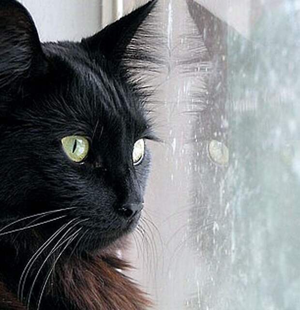 Коты, смотрящие в окно коты, окно, фотографии