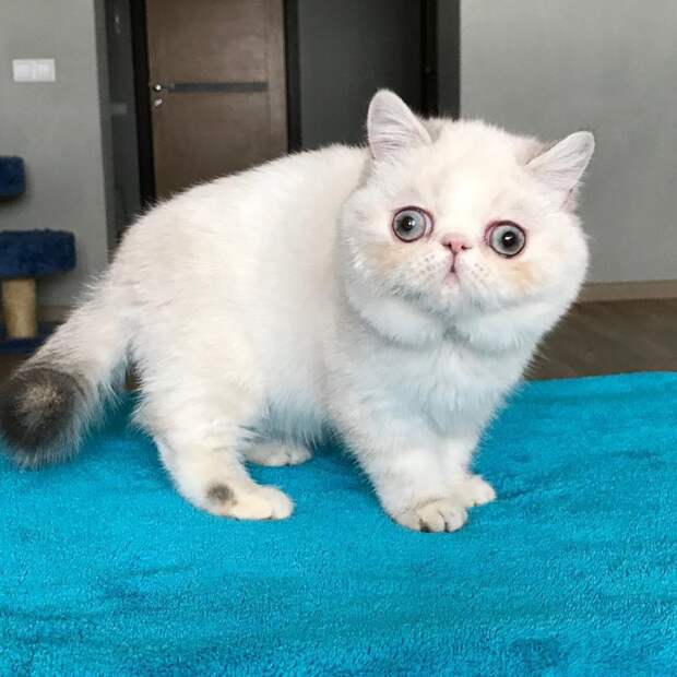 20 невероятно смешных котов-экзотов, которые покорят ваше сердце 20 невероятно смешных котов-экзотов, которые покорят ваше сердце кот, кошка, перс, персидская кошка, экзот