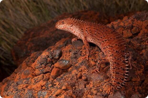 Плоская эгерния (лат. Egernia depressa)