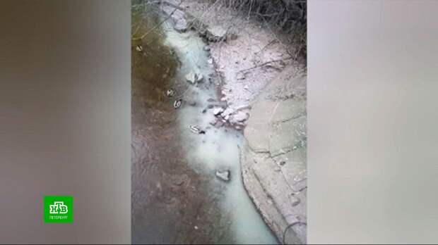 Петербургские экологи выясняют, отчего побелела Карповка