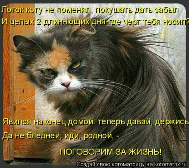 Лучшая котоматрица недели (35 фото)