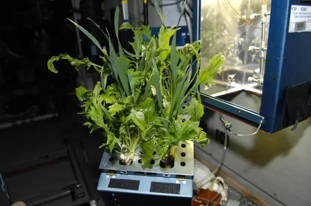 Самарские ученые хотят отправить в космос «потомков» растений-космонавтов