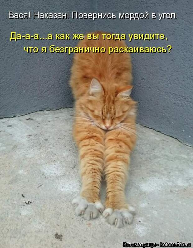 Лучшие котоматрицы недели (50 фото)