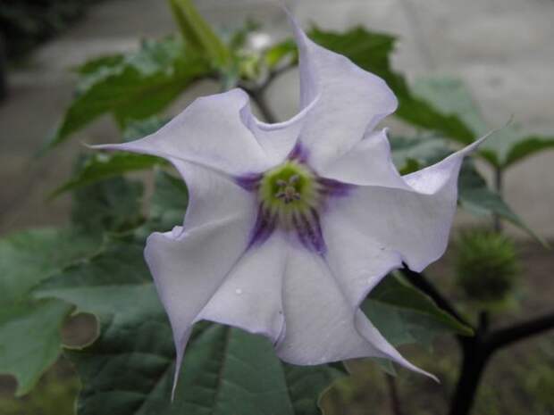 Datura stramonium var. tatula