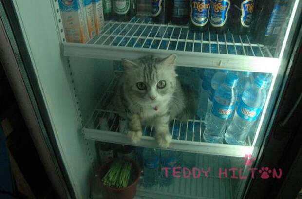 кошка в неожиданном месте 
