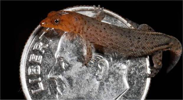 Самые маленькие животные на Земле Карликовый геккон (Sphaerodactylus ariasae), фото рептилии картинка