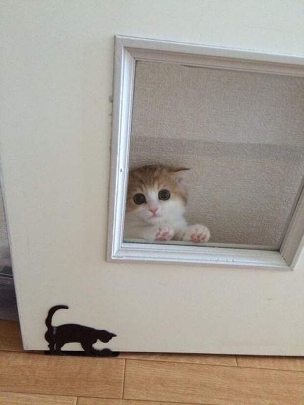 29 фотографий животных, которые точно поднимут вам настроение