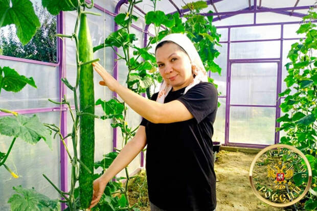 В поселке Салмачи под Казанью вырастили самый длинный огурец в России