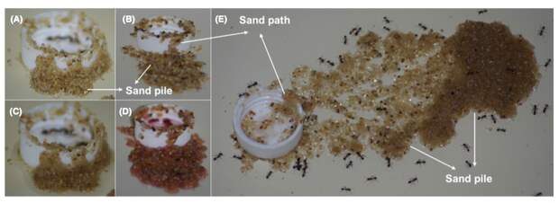 Черные огненные муравьи сделали сифон из песка