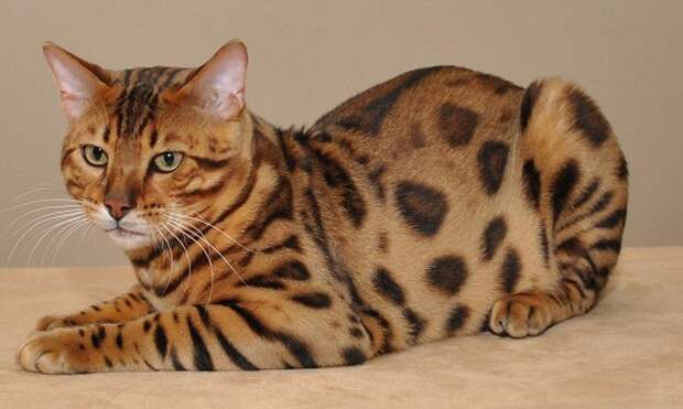 Бенгальская кошка