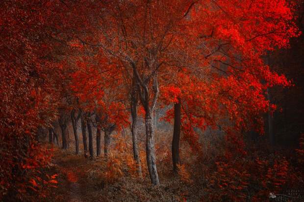 Таинственный лес от Ildiko Neer