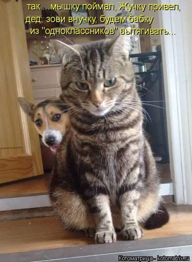 Лучшие котоматрицы недели