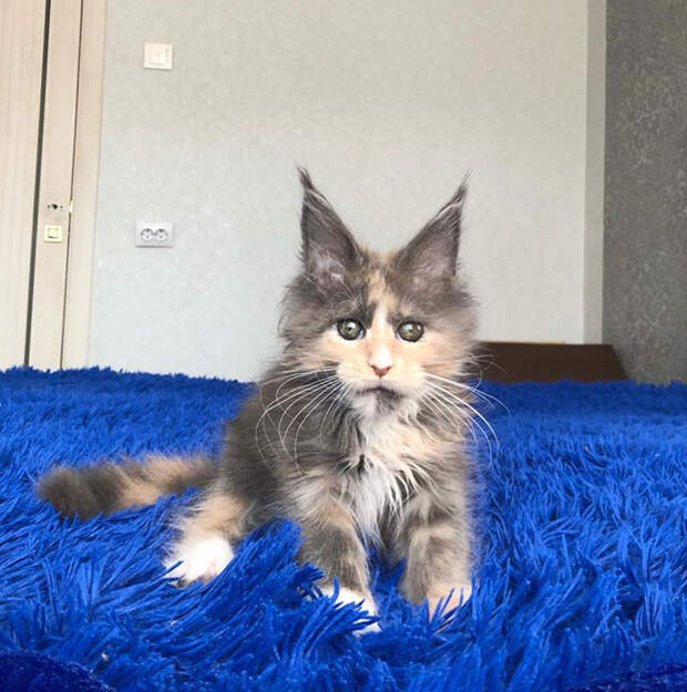 50 котят породы мейн-кун, которые ещё только ждут своего взросления
