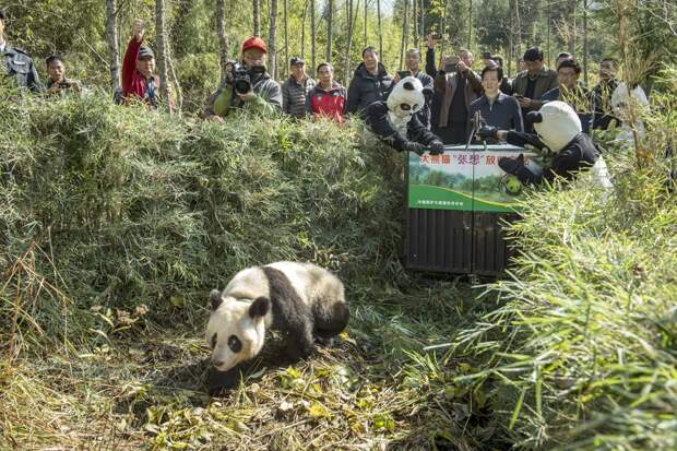 Как выращивают панд животные, медведь, панда