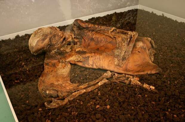Загадки европейских болотных мумий: казненные преступники или принесенные в жертву нечестивцы?