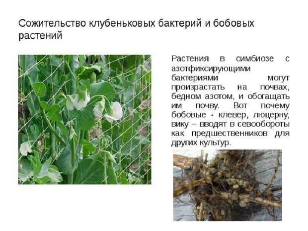 Экологическая ценность