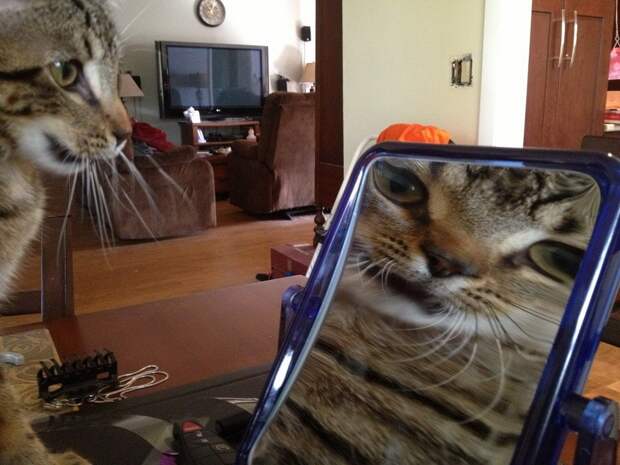 lolcats16 100 лучших фотографий кошек всех времен и народов