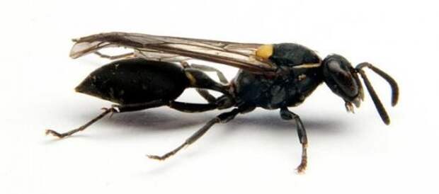 Polybia paulista