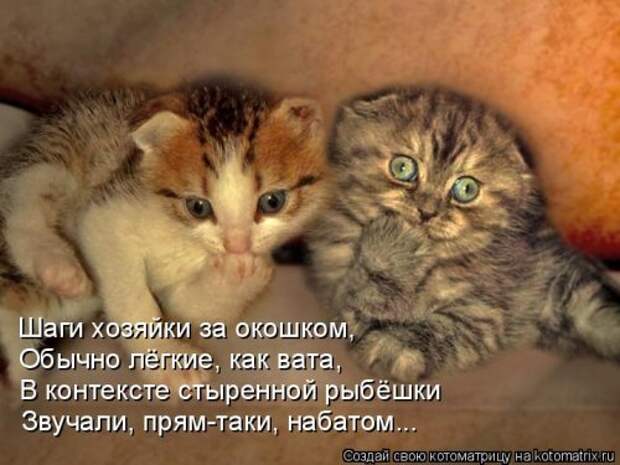 Свежая прикольная котоматрица (34 фото)