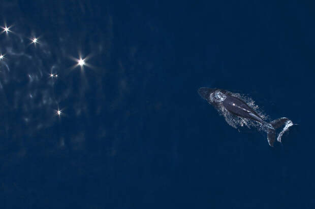 Горбатый кит и отражение солнца кит, океан, фотография