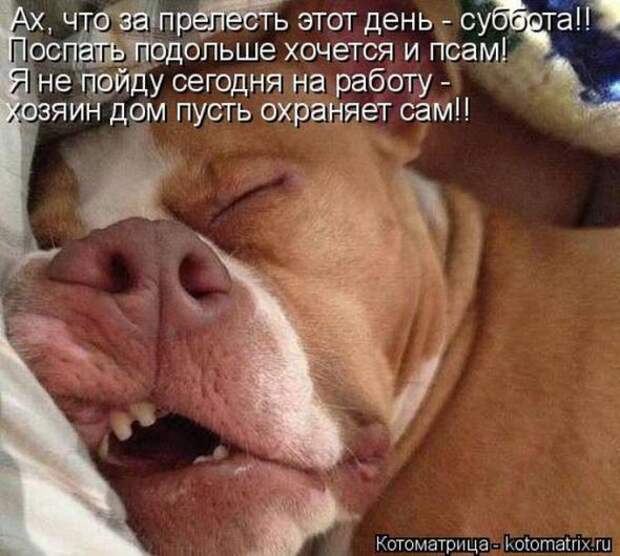 Котоматрицы(картинки с надписями)