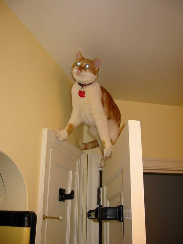 кошка на дверях