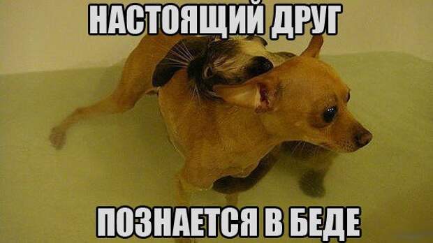 Смехопанорама Писца. Жгучая серия!