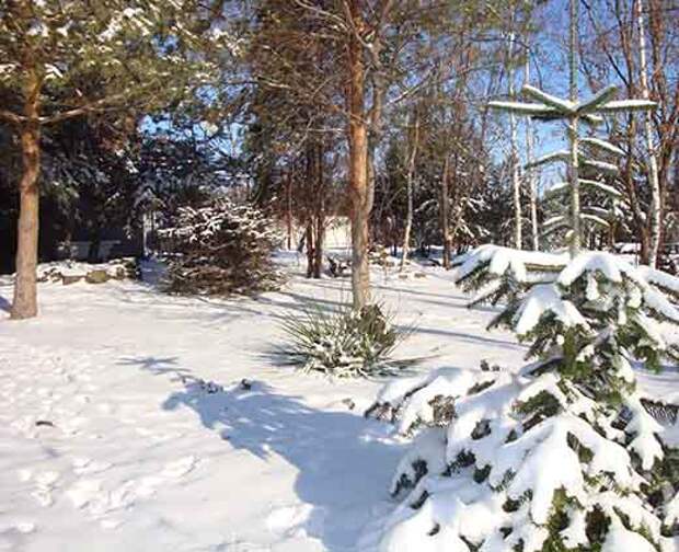 Сосны в саду.