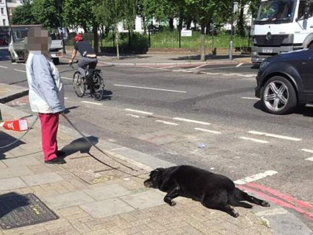 В Лондоне женщина тащила на поводке мертвую собаку.