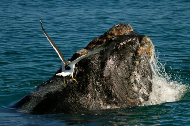 Old Southern Right Whales