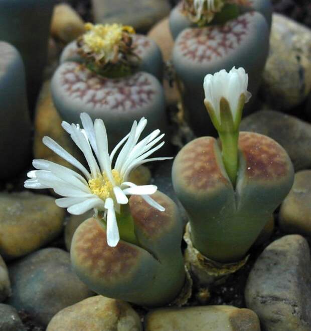 Литопс карасский (лат. Lithops karasmontana)