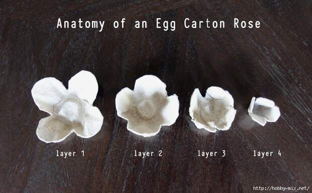 egg carton roses - anatomy (700x433, 261Kb)