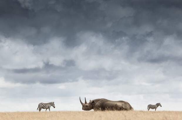 Момент встречи находящегося под угрозой исчезновения черного носорога с зеброй. Рог такого носорога - одна из самых ценных вещей на Земле. Единственный его законный владелец - сам носорог! животные, искусство, планета земля, природа, фото, хрупкость