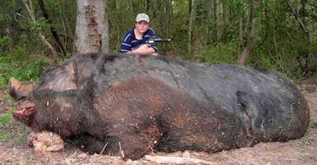 Самый большой дикий кабан. Самый большой дикий кабан. Самые большие животные, животные, рекорды