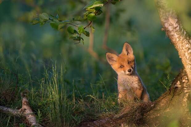 12. Рыжая лисица national geographic, животные, природа